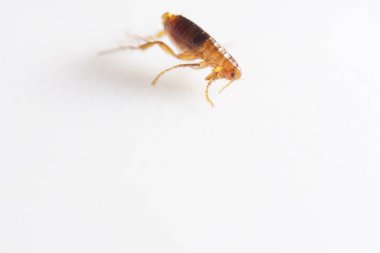 Kahverengi kehribar renkli pireyi yakın plan süper makro, Siphonaptera. Memeliler ve kuşların harici kan emici paraziti olarak hayatta kalır.. 