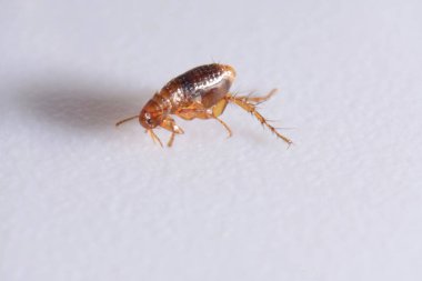 Kahverengi kehribar renkli pireyi yakın plan süper makro, Siphonaptera. Memeliler ve kuşların harici kan emici paraziti olarak hayatta kalır.. 
