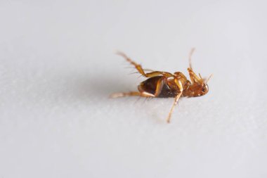 Kahverengi kehribar renkli pireyi yakın plan süper makro, Siphonaptera. Memeliler ve kuşların harici kan emici paraziti olarak hayatta kalır.. 