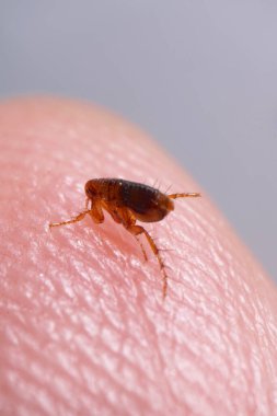 Kahverengi kehribar rengi pireden süper makro, insan derisinde siphonaptera. Memeliler ve kuşların harici kan emici paraziti olarak hayatta kalır.. 
