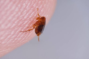 Super macro close up of brown, amber colored flea, Siphonaptera on human skin. It survives as external bloodsucking parasite of mammals and birds.  clipart