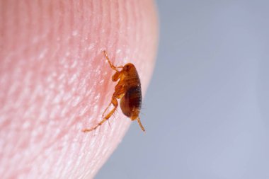 Kahverengi kehribar rengi pireden süper makro, insan derisinde siphonaptera. Memeliler ve kuşların harici kan emici paraziti olarak hayatta kalır.. 