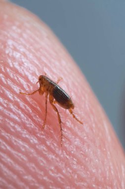 Kahverengi kehribar rengi pireden süper makro, insan derisinde siphonaptera. Memeliler ve kuşların harici kan emici paraziti olarak hayatta kalır.. 
