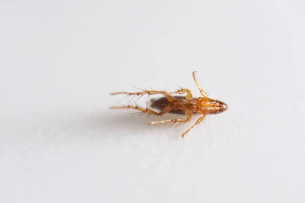 Super Macro Close Brown Amber Colored Flea Siphonaptera Survives External — Stock Photo, Image