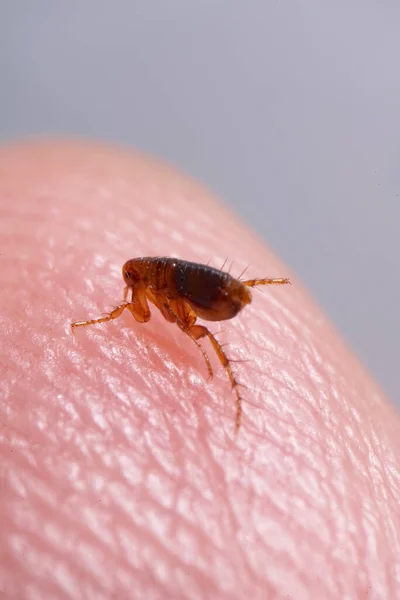 Kahverengi Kehribar Rengi Pireden Süper Makro Insan Derisinde Siphonaptera Memeliler — Stok fotoğraf