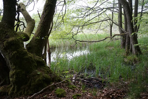 Moss Termesztett Égerfák Táj Természetvédelmi Terület Feldberger Seenlandschaft — Stock Fotó