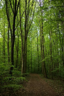 Brandenburg Almanya 'sında, Stechlin koruma alanındaki derin yeşil kayın ormanı        