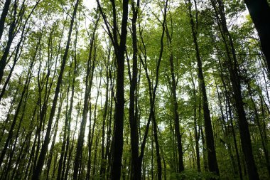 Brandenburg Almanya 'sında, Stechlin koruma alanındaki derin yeşil kayın ormanı        