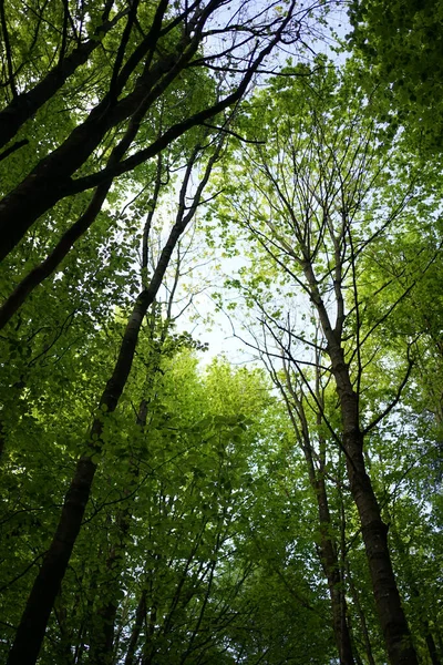 Deep green beech forest in Stechlin conservation area, Brandenburg Germany