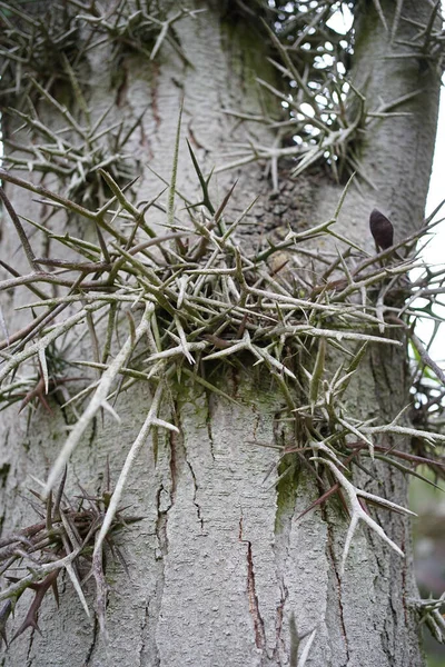 Κοντινό Πλάνο Αγκαθιών Ακρίδων Μελιού Gleditsia Ενός Γένους Δέντρων Της — Φωτογραφία Αρχείου