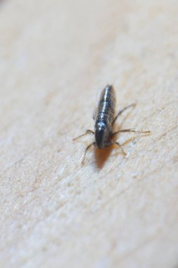 Ceratophyllus gallinae 'nin süper makrosu, tavuk piresi ya da Avrupa tavuk piresi olarak bilinir. Kümes hayvanlarına saldıran, insanları ve diğer memelileri ısırabilen bir ektoplazittir..