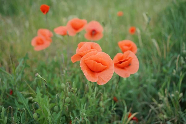 Papaver Rosas Cor Vermelha Papoula Comum Contra Campo Verde — Fotografia de Stock