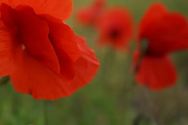 Red Colored Papaver Rhoeas Common Poppy Green Field — Stock Photo, Image