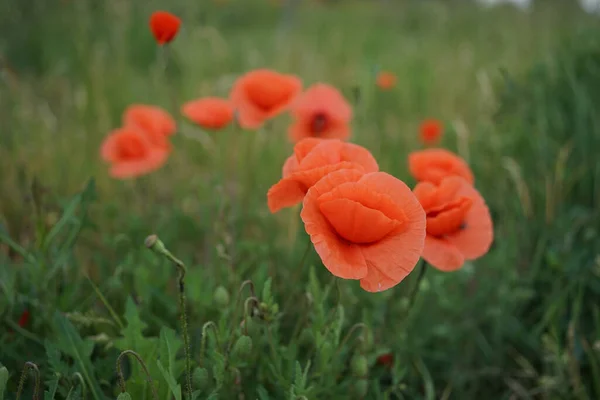 Papaver Rosas Cor Vermelha Papoula Comum Contra Campo Verde — Fotografia de Stock