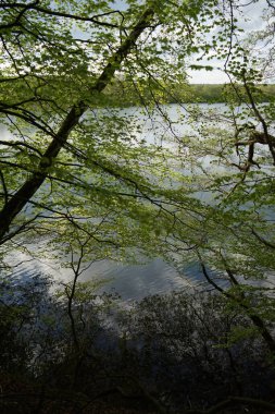  Krueselinsee gölündeki kızılağaç ağaçları     