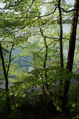  Krueselinsee gölündeki kızılağaç ağaçları     