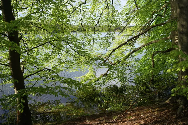 Олдеры Озере Крюзелинзе — стоковое фото