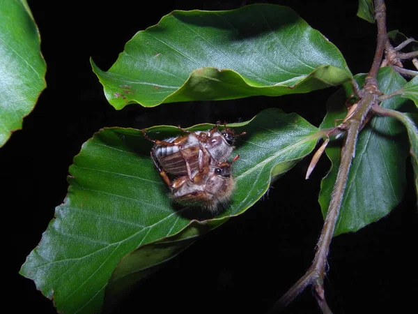 Par Parning Amphimallon Solstitiale Även Känd Som Sommar Chafer Eller — Stockfoto