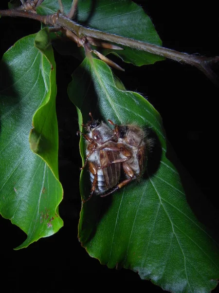 Par Parning Amphimallon Solstitiale Även Känd Som Sommar Chafer Eller — Stockfoto