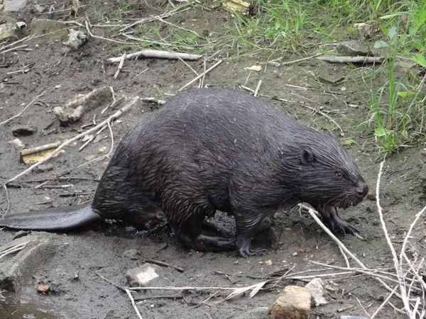 Berang Berang Liar Habitat Alami Sungai Wuhle Dekat Dengan Kota — Stok Foto