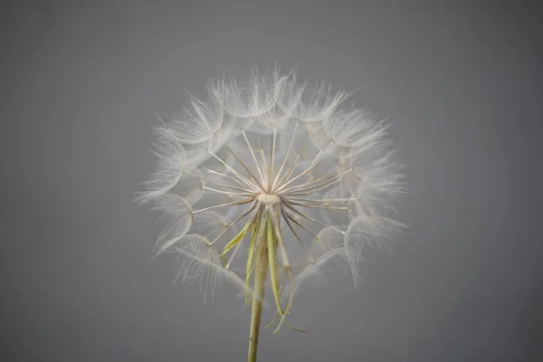 Aproape Achene Sau Muie Pratensis Tragopogon Sau Jack Bed Noon Fotografie de stoc