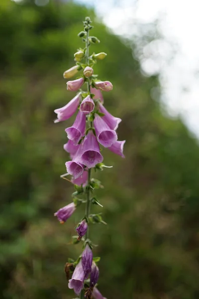 Color Rosa Digitalis Purpurea Foxglove Foxglove Común Muy Venenoso Fuente — Foto de Stock