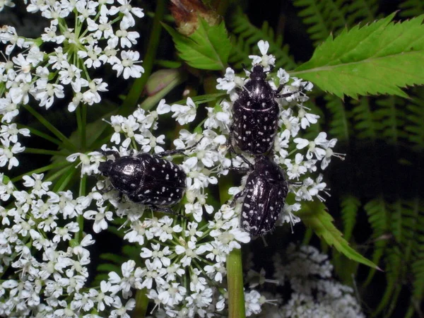 Oxythyrea Funesta Fytofagös Skalbagge Det Vanliga Namnet Vitfläckig Rosenskalbagge — Stockfoto