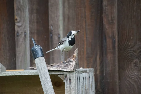 Close Peruca Branca Motacilla Alba Pequeno Passarinho Celeiro Madeira — Fotografia de Stock