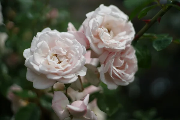 Sluiten Van Een Bos Van Lichtroze Gekleurde Rozen Tuin Een — Stockfoto