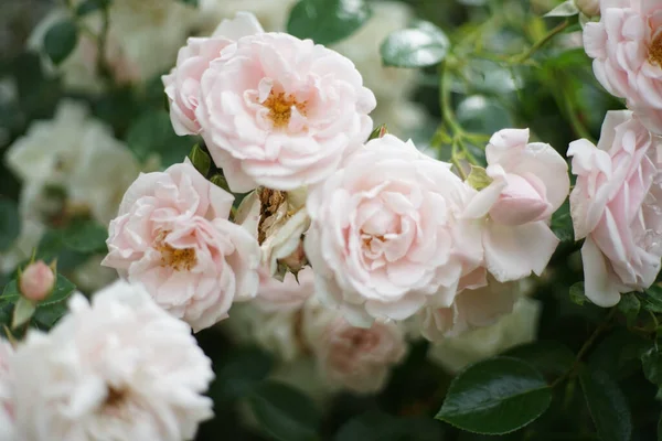 Primer Plano Racimo Rosas Color Rosa Pálido Jardín Una Rosa — Foto de Stock