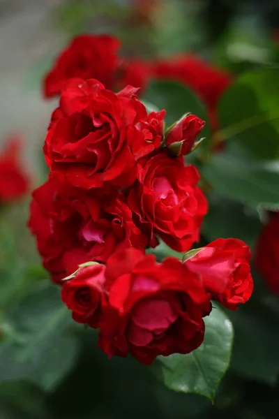 Primer Plano Racimo Rosas Color Rojo Jardín Una Rosa Una — Foto de Stock