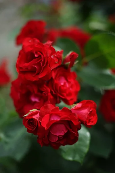 Primer Plano Racimo Rosas Color Rojo Jardín Una Rosa Una — Foto de Stock