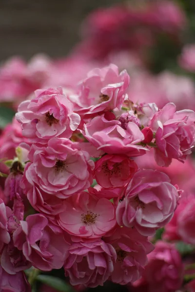 Primer Plano Racimo Rosas Color Rosa Jardín Una Rosa Una — Foto de Stock