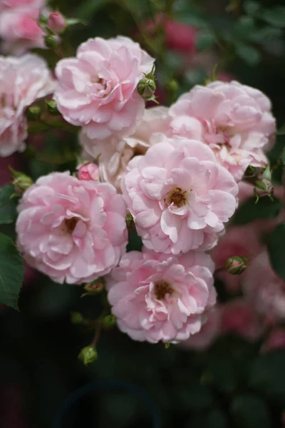 Primer Plano Racimo Rosas Color Rosa Pálido Jardín Una Rosa — Foto de Stock