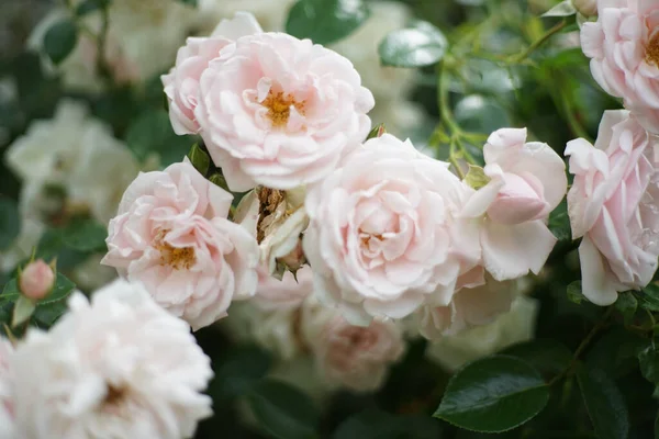 Detailní Záběr Svazek Světle Růžových Růží Zahradě Růže Dřevitá Věčně Stock Snímky