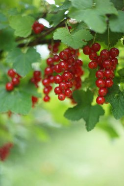 Bektaşi üzümü familyasından Ribes rubrum (kırmızı frenk üzümü) familyasının bir üyesidir..