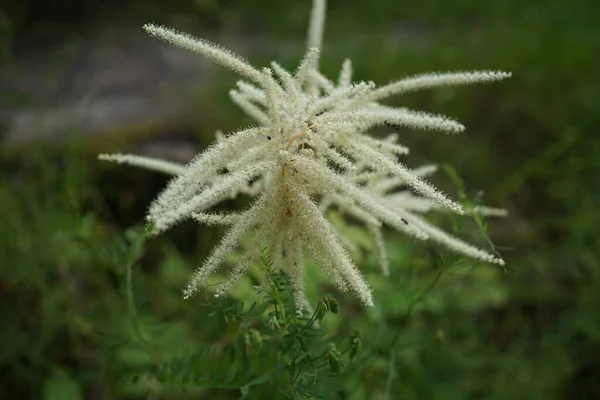 Aruncus Dioicus Também Barba Cabra Barba Barro Penas Noiva Tem — Fotografia de Stock