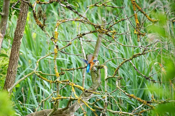 Ein Männlicher Eisvogel Alcedo Atthis Auch Als Eisvogel Und Flusseisvogel — Stockfoto