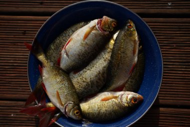 Taze yakalanmış Rudd tabağı (Scardinius erythrophthalmus) Tatlı Su Balığı        