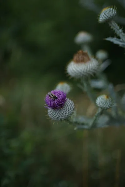紫色开花植物棉花茴香 苏格兰威士忌或苏格兰茴香 — 图库照片