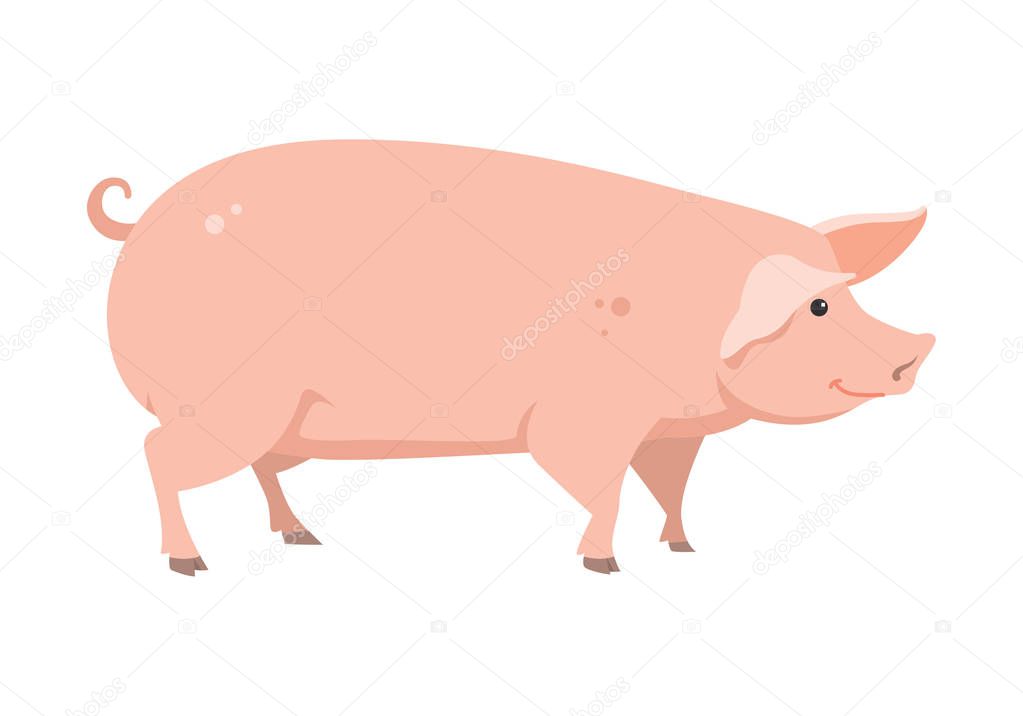 cartoon pig, vector