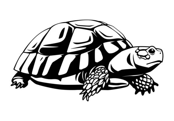 Graphic black turtle on white background, vector — Stock Vector