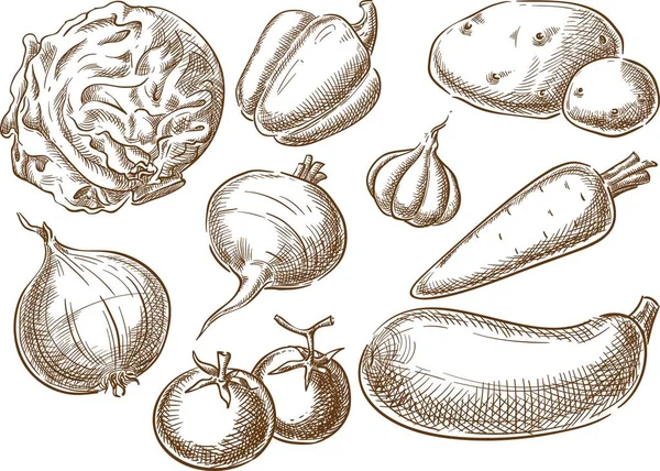 Sketch Hand Drawn Vegetables Illustration Engraving Ink Line Art Creative — Stock Vector