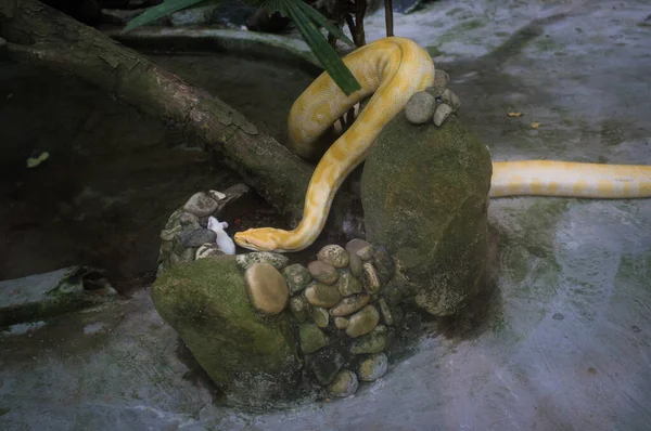 Pitone dorato e topo bianco nel terrario, zoo di Saigon, Vietnam — Foto Stock