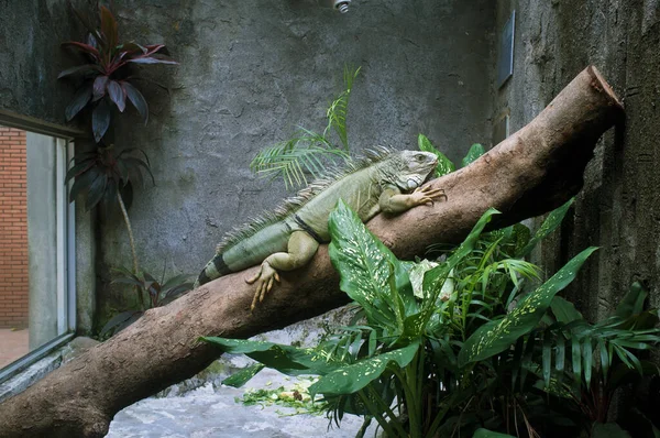 Iguana v zoologické zahradě v Saigonu, Vietnam — Stock fotografie