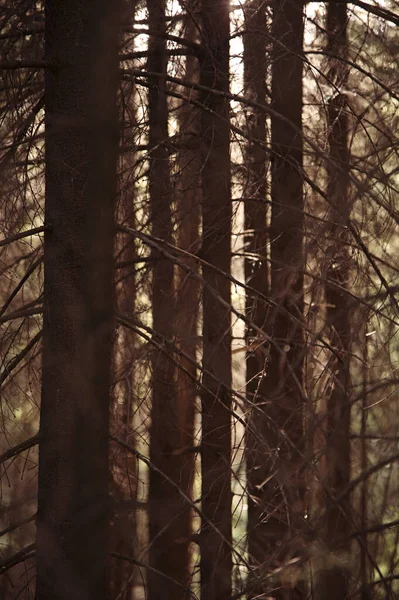 Kmeny smrkových stromů v lese. Mystic Nature, back lit. — Stock fotografie