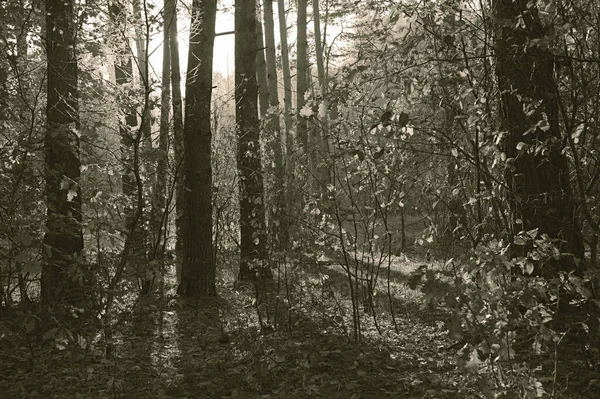 Kmeny stromů a bujné listí v letním lese. přírodní krajina, sépie. Pozadí. Plakát. Tapeta. — Stock fotografie