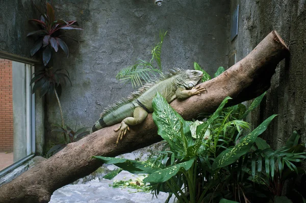 Ігуана в зоопарку Сайгон (В "єтнам). Стокове Зображення