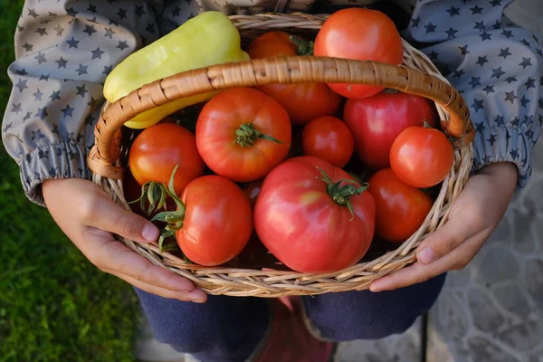 Крупним планом знімок самотнього фермера, який тримає кошик червоних помідорів на колінах перед собою Стокове Фото