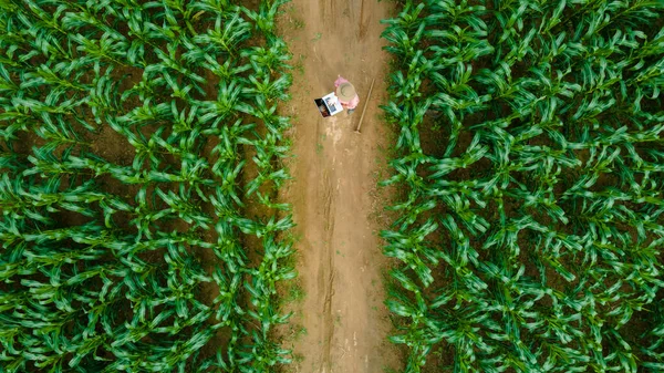 Vista Aérea Agricultor Asiático Campo Milho Com Laptop Suas Mãos — Fotografia de Stock